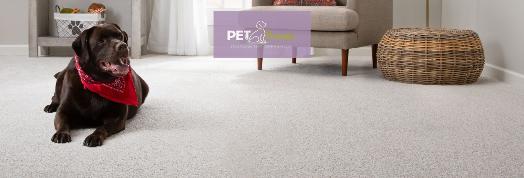 Adorable pet dog on White carpet in modern home